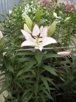 [1817 TheEdge No02.JPG]